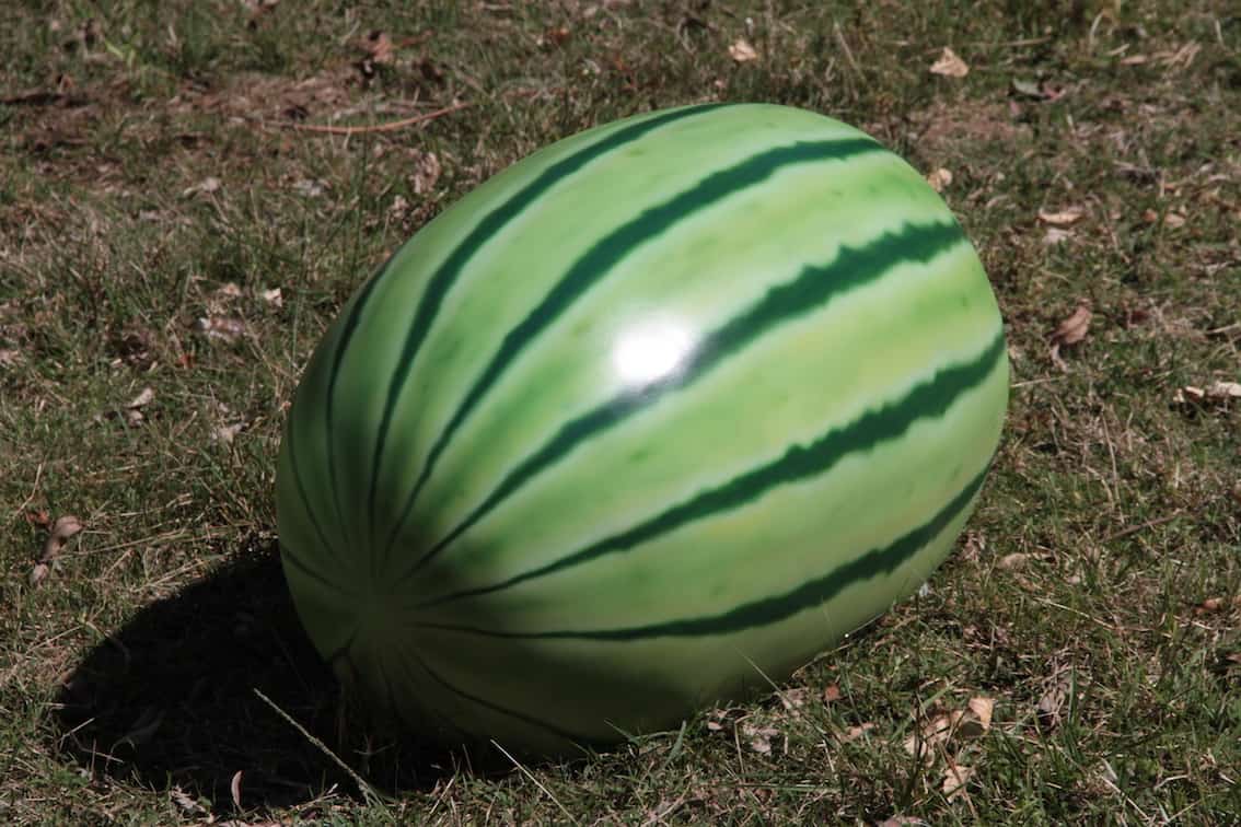 Watermelon