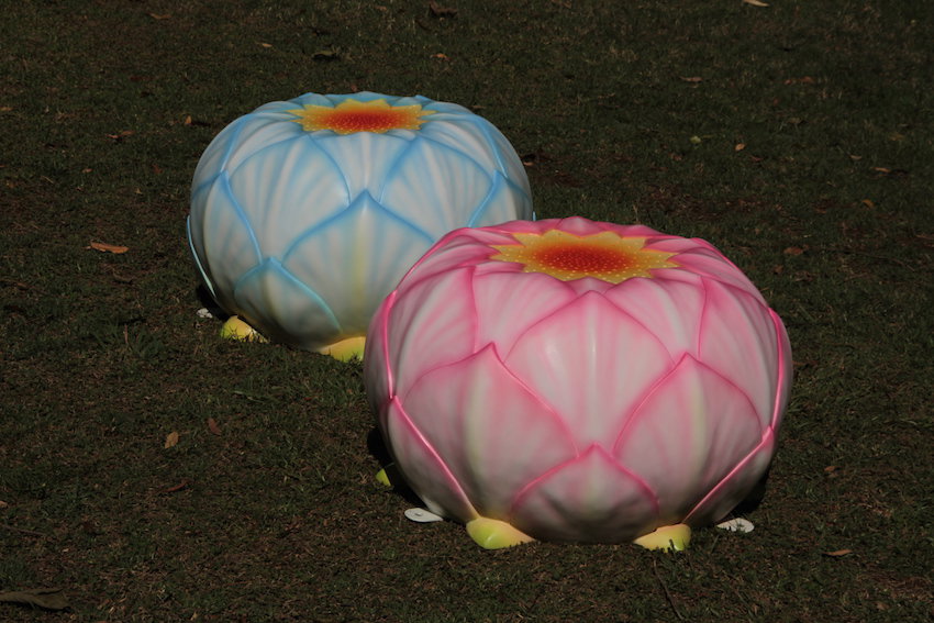 Lotus Lily