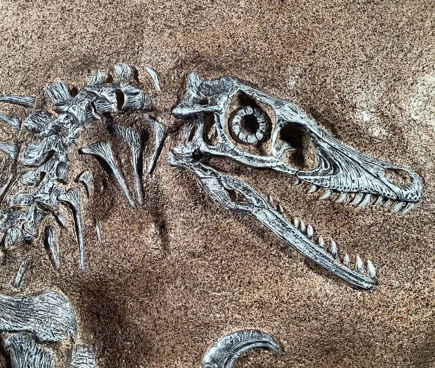 Velociraptor Discovery Fossil