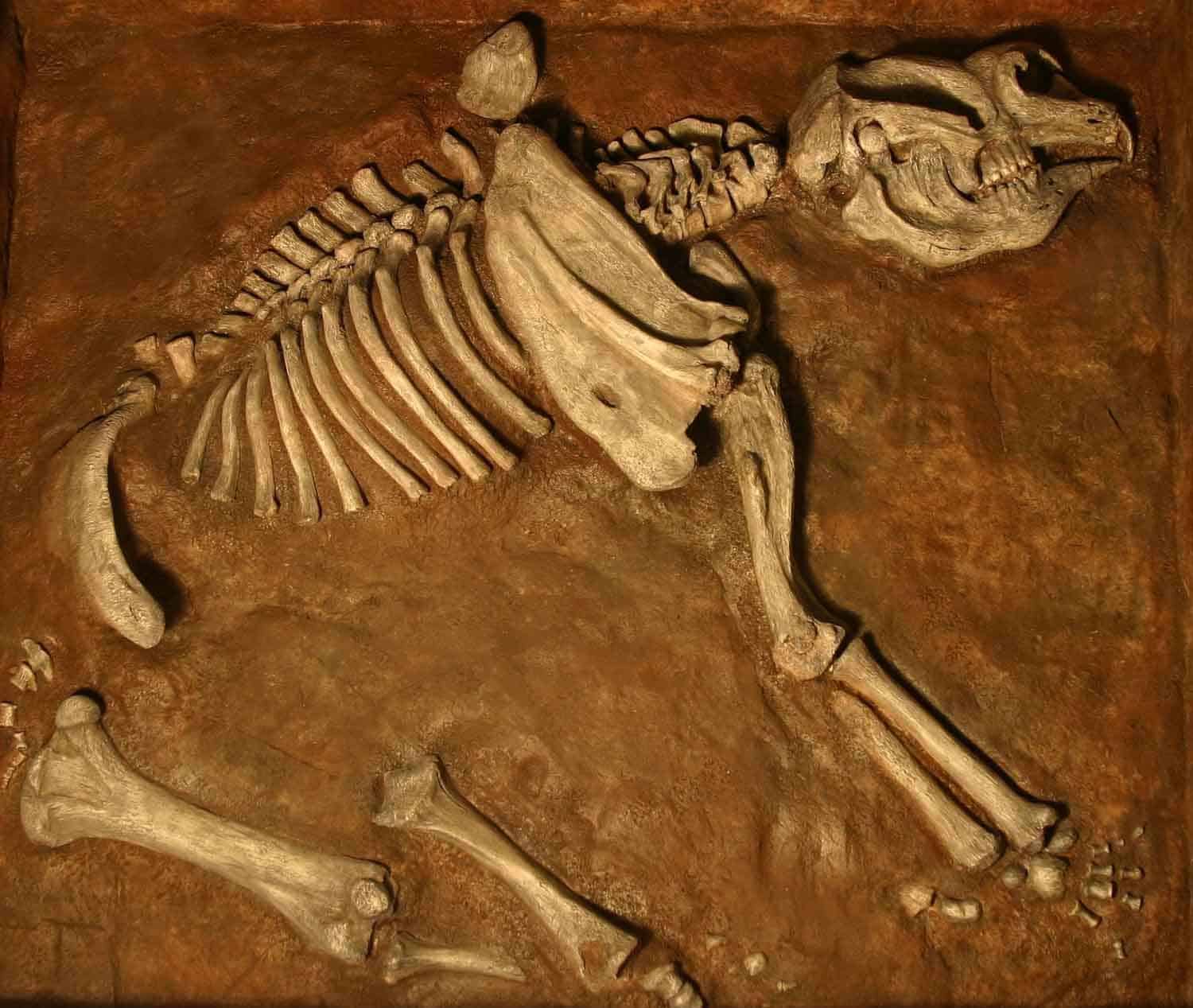 Diprotodon Discovery Fossil